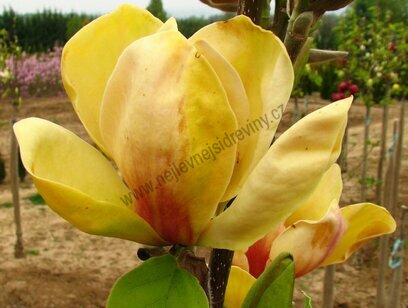 MagnólieHoney tulip 160/180 cm, v květináči Magnolia Honey tulip